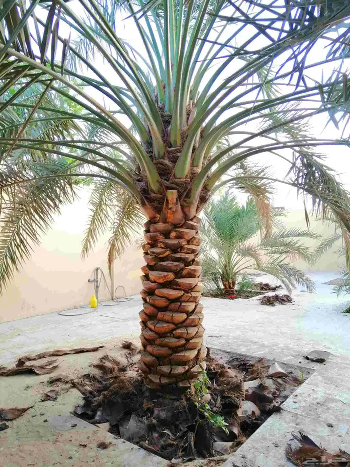 سعودي متخصص في تكريب النخيل وتنظيفها 6