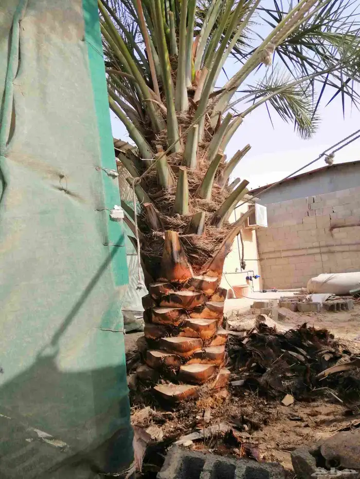 سعودي متخصص في تكريب النخيل وتنظيفها 1