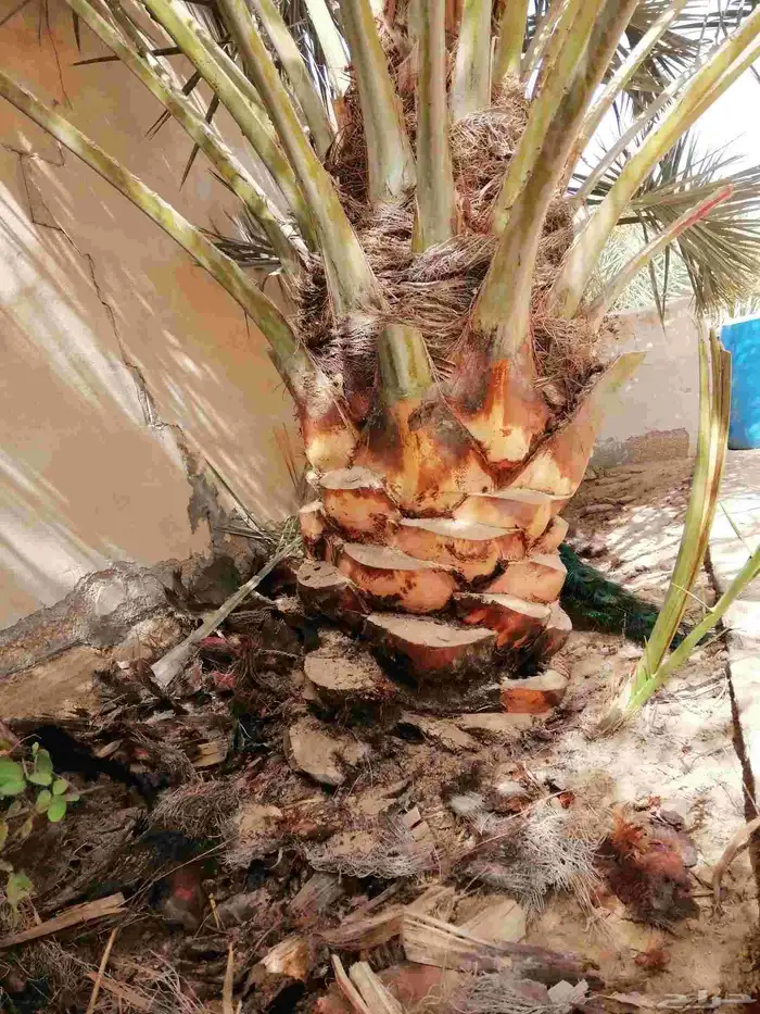 سعودي متخصص في تكريب النخيل وتنظيفها 5