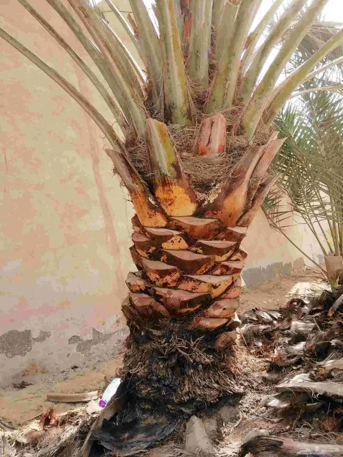 سعودي متخصص في تكريب النخيل وتنظيفها 3