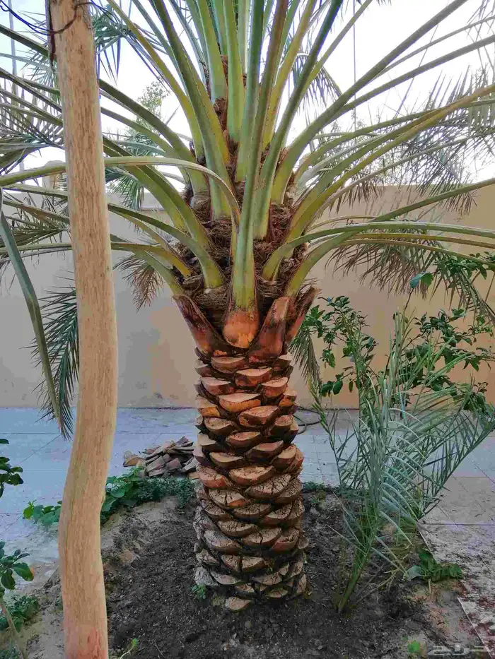 سعودي متخصص في تكريب النخيل وتنظيفها 7