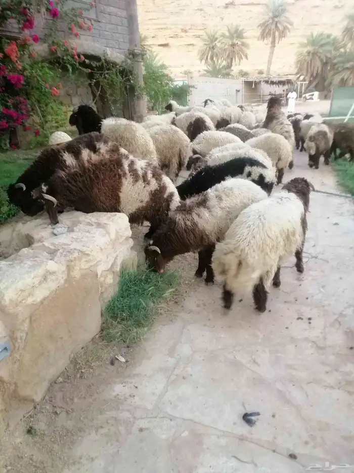 غنم نعيمي 1