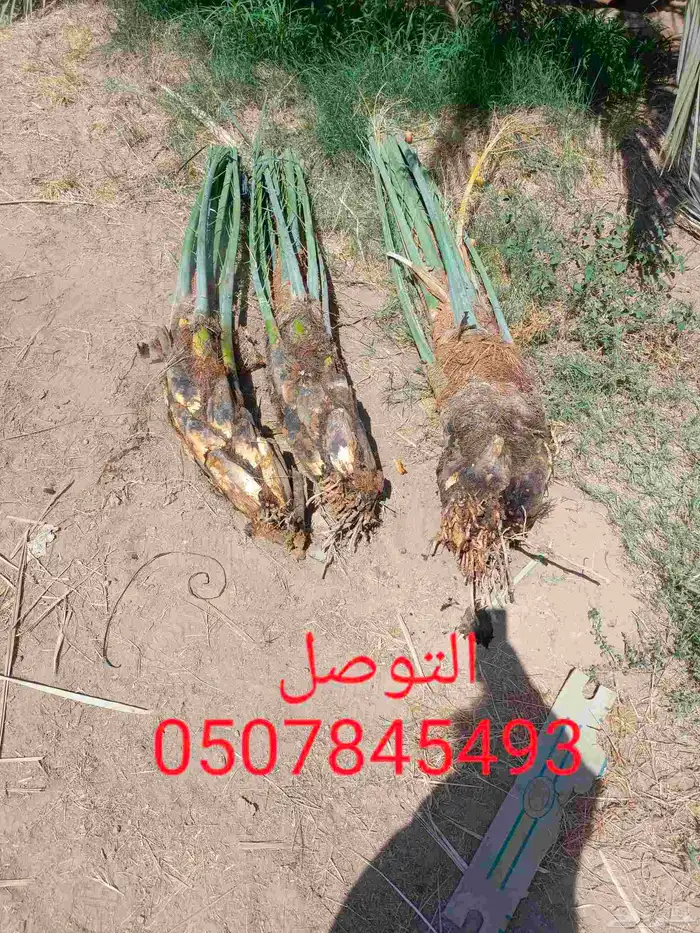 يوجد لدينا عمال صرام وكل شغلات انخيل يوجد لدينا فسائل علا ان 0