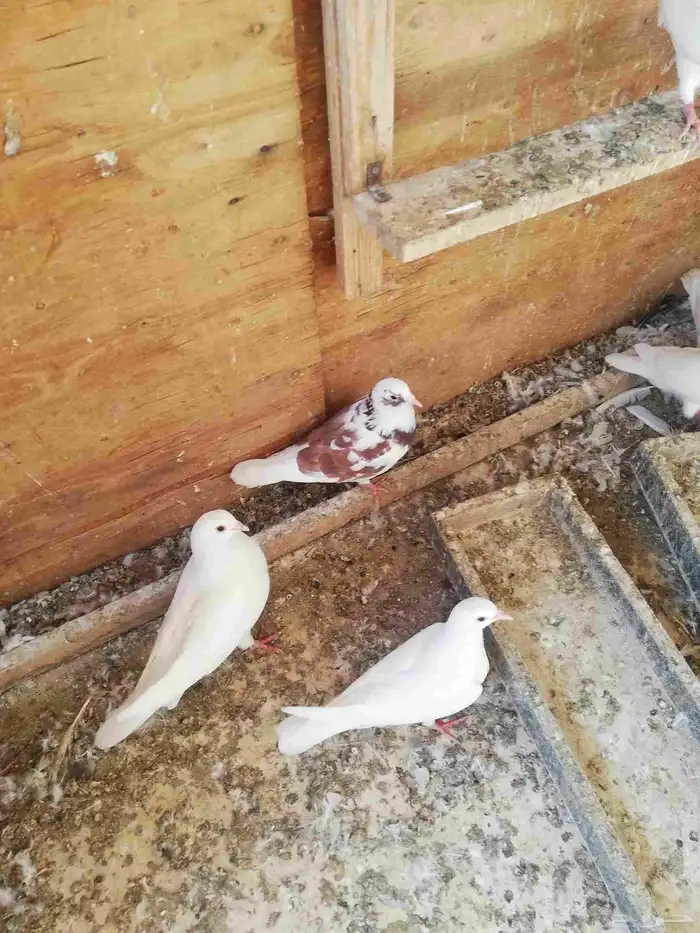 حمام فرنسي ومشكل 3