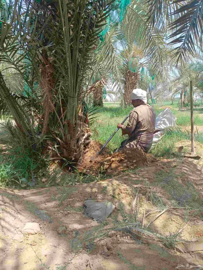 يوجد لدينا عمال صرام وكل شغلات انخيل يوجد لدينا فسائل علا ان 5