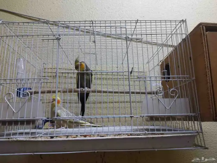 كراون ذكر وانثى الذكر متربي مع القفص ب 500 ريال 0