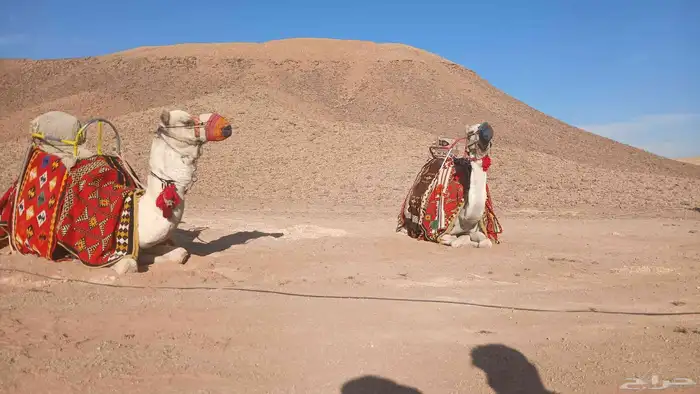 We have camels  horses and falcons for rent by the day  week 10