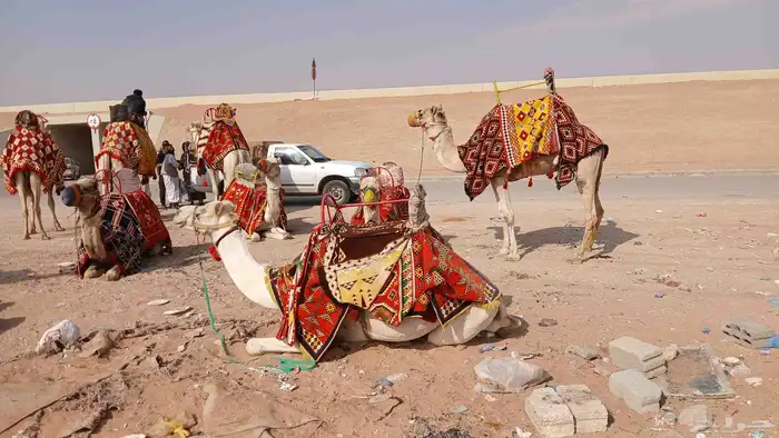 يوجد لدينا اجار جمال وا خيول وا دبابات وا صقور 4