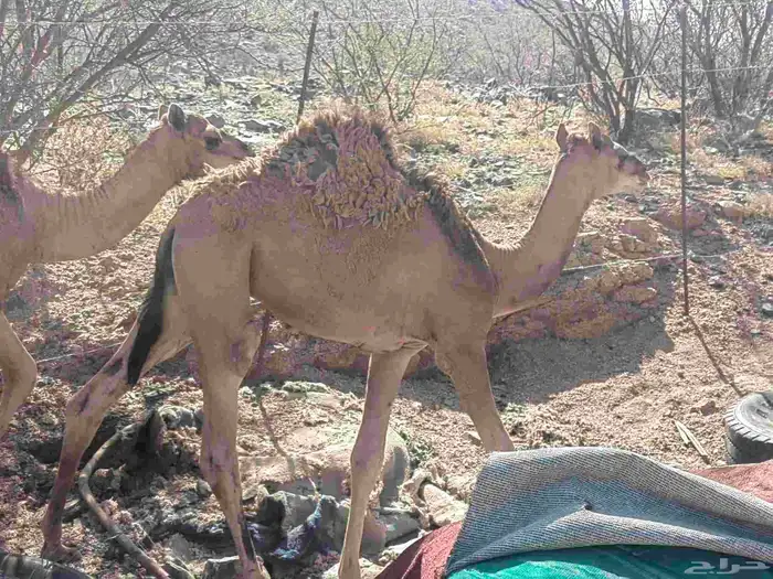 حاشي للبيع 0