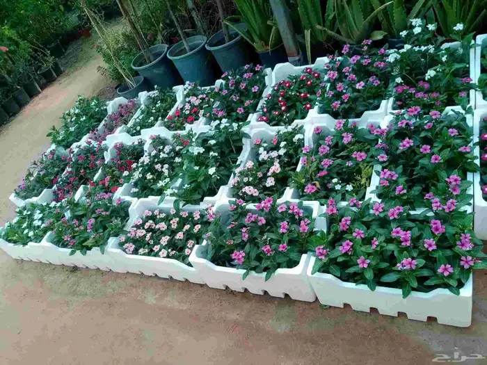 جميع انواع النباتات والاشجار ب ارخص الاسعار 5