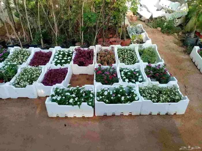 جميع انواع النباتات والاشجار ب ارخص الاسعار 6