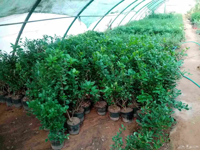 جميع انواع النباتات والاشجار ب ارخص الاسعار 2