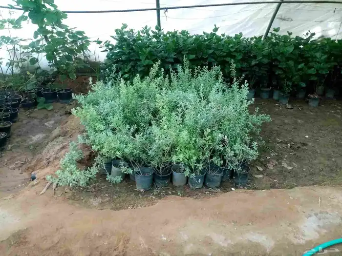 جميع انواع النباتات والاشجار ب ارخص الاسعار 3