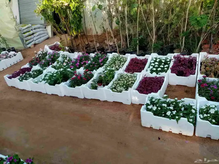 جميع انواع النباتات والاشجار ب ارخص الاسعار 7