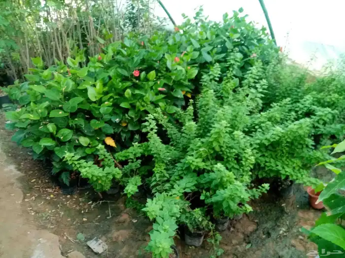 جميع انواع النباتات والاشجار ب ارخص الاسعار 8