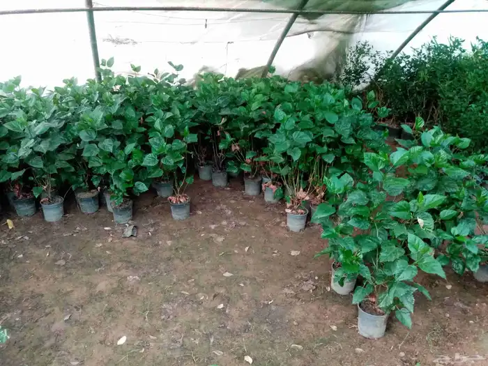 جميع انواع النباتات والاشجار ب ارخص الاسعار 0