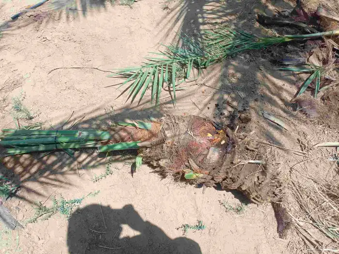 يوجد لدينا عمال صرام وكل شغلات انخيل يوجد لدينا فسائل علا ان 3
