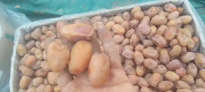 خلاص جامبو 0