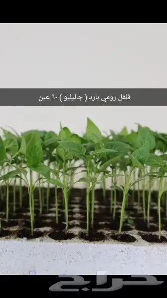 شتلات خضار و ورقيات بأسعار الجمله للصواني 6
