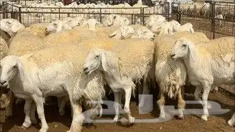 راعي غنم سوداني جاهز موجود في السودان 1