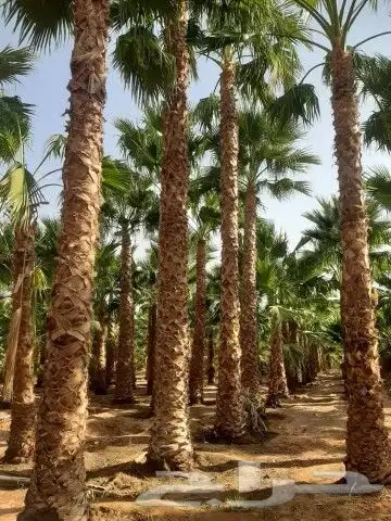 نخل واشنطن ونخل عربي مثمر 1