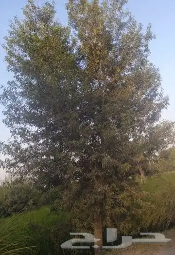 نخل واشنطن ونخل عربي مثمر 6