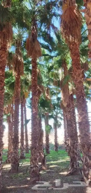 نخل واشنطن ونخل عربي مثمر 4