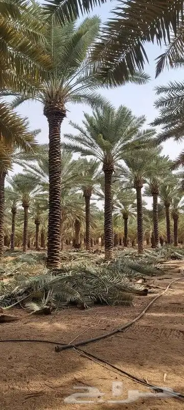 نخل واشنطن ونخل عربي مثمر 5