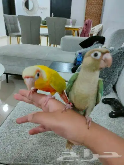 تممم البيععع الله يبارك ل راعيه ب عدد ريشه 1