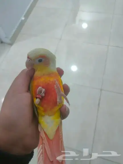 تممم البيععع الله يبارك ل راعيه ب عدد ريشه 4