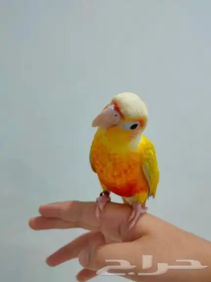 تممم البيععع الله يبارك ل راعيه ب عدد ريشه 0