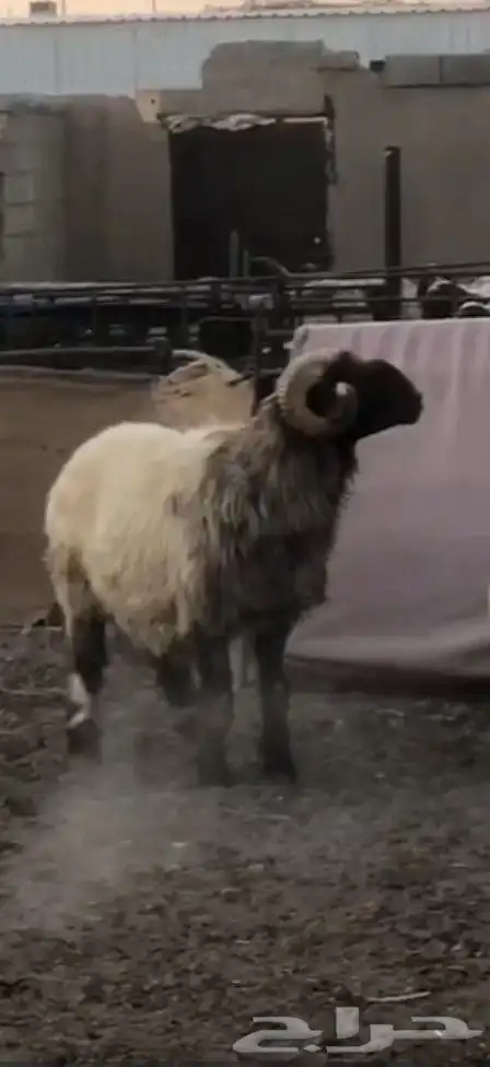 فحل نعيم طيب 0