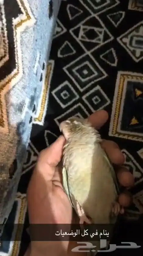 تممم البيععع الله يبارك ل راعيه ب عدد ريشه 2