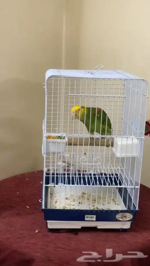 امازون دبل يلوهيد ماقنا 3