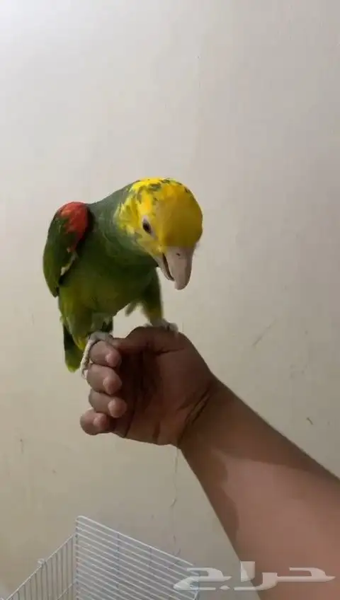 امازون دبل يلوهيد ماقنا 6
