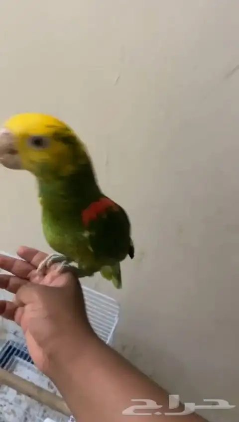 امازون دبل يلوهيد ماقنا 5
