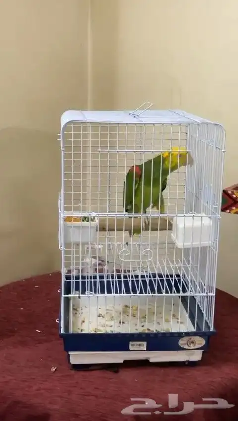 امازون دبل يلوهيد ماقنا 2