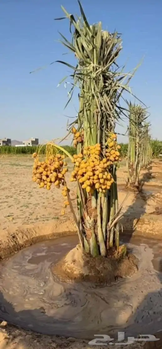 يوجد لدينا نخل للبيع نخل طيب ونويع فاخره ومضمون 0