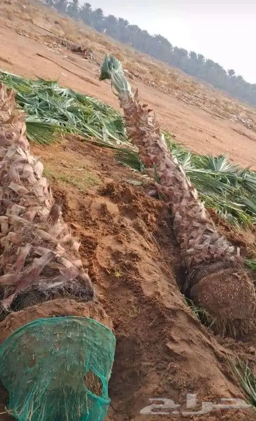 يوجد لدينا نخل للبيع نخل طيب ونويع فاخره ومضمون 9
