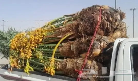 نخل للبيع طيب 0