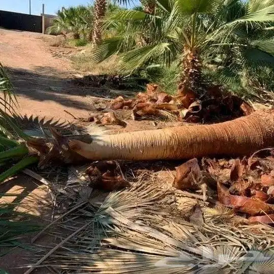 نخيل واشنطني زينة 1