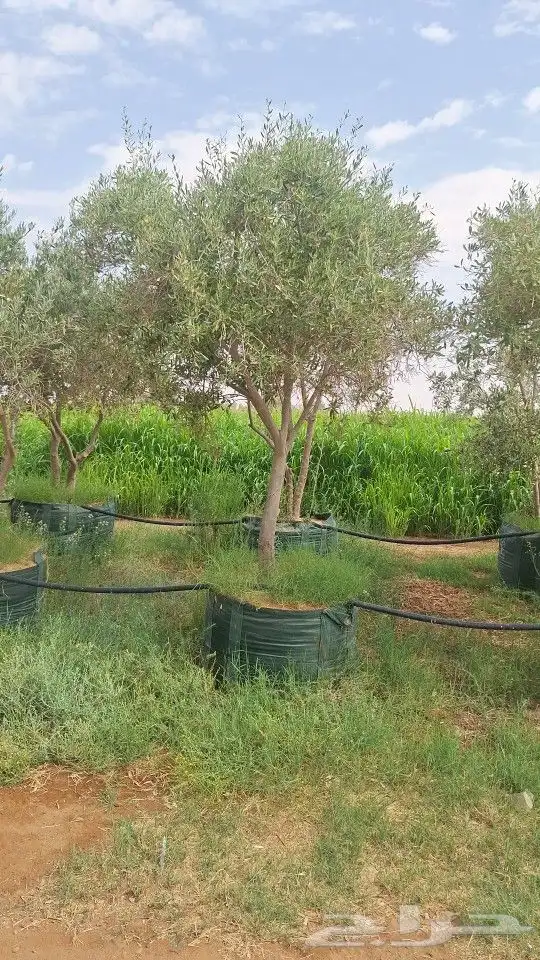 يوجد أشجار زيتون في مراكن للبيع 4