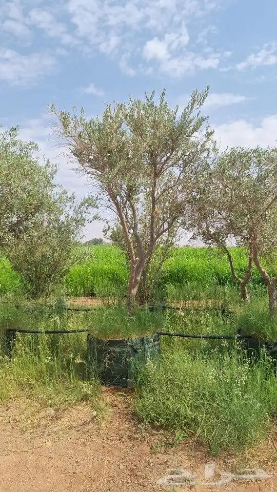 يوجد أشجار زيتون في مراكن للبيع 0