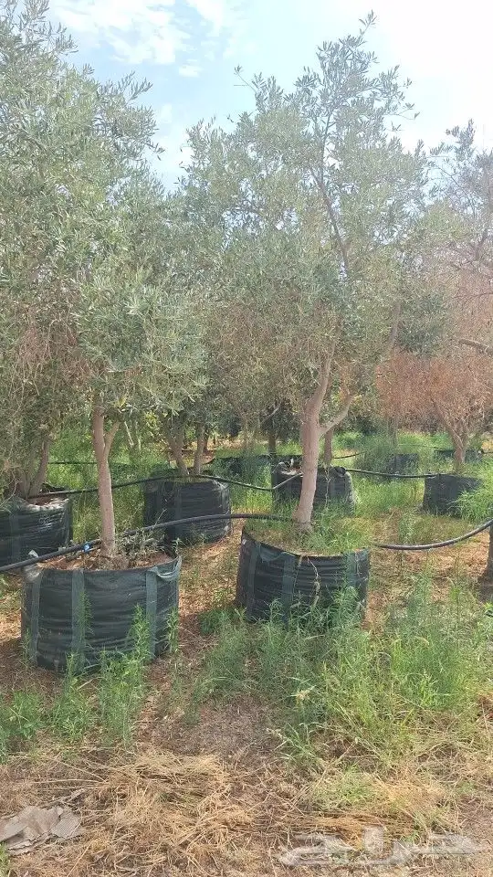 يوجد أشجار زيتون في مراكن للبيع 7