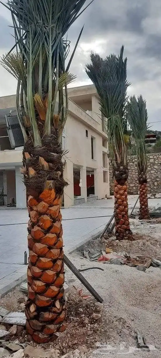 يوجد لدينا جميع انواع النخل العربي والوشنطني ج 5