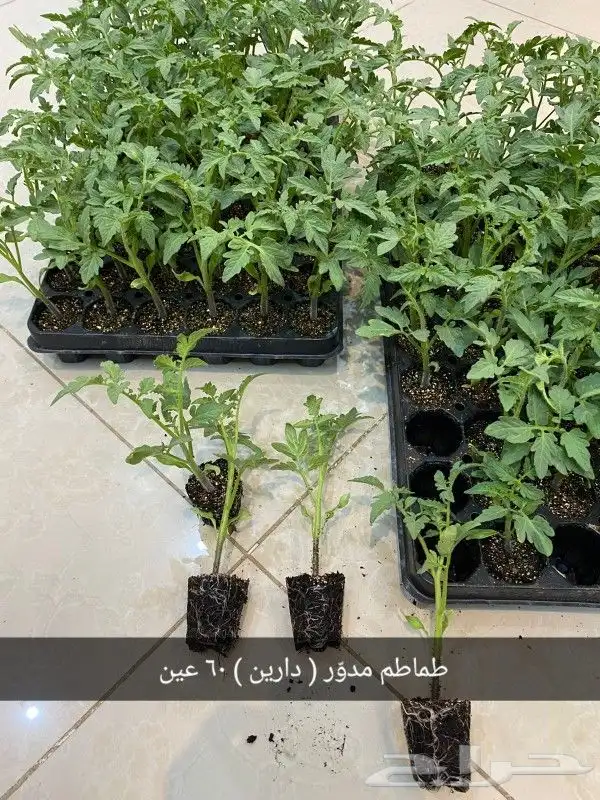 شتلات خضار و ورقيات بأسعار الجمله للصواني 3