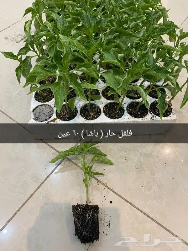 شتلات خضار و ورقيات بأسعار الجمله للصواني 4
