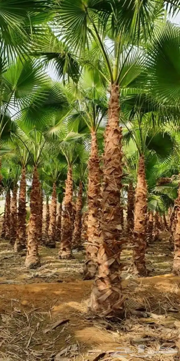 نخل واشنطن واشنطني زينه امريكي 1