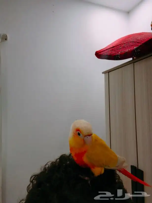 تممم البيععع الله يبارك ل راعيه ب عدد ريشه 5