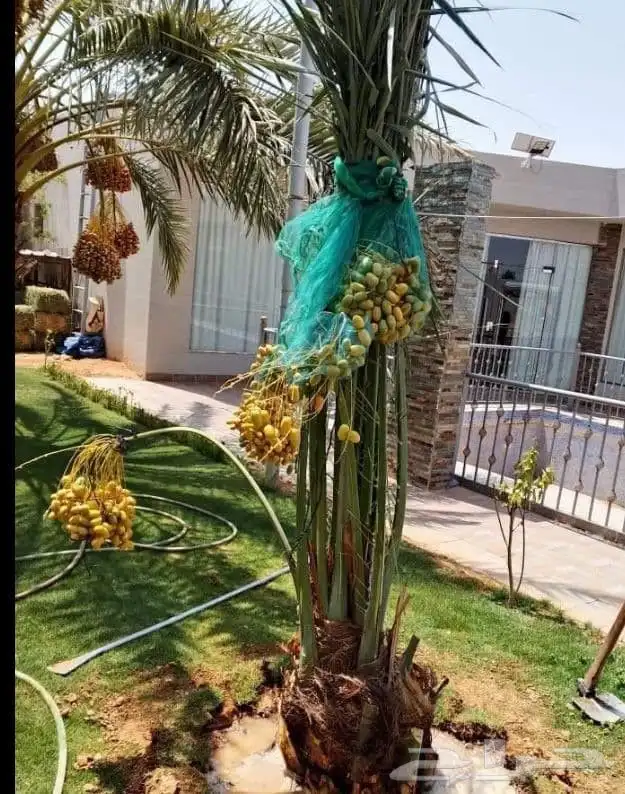يوجد لدينا نخل للبيع نخل طيب ونويع فاخره ومضمون 4